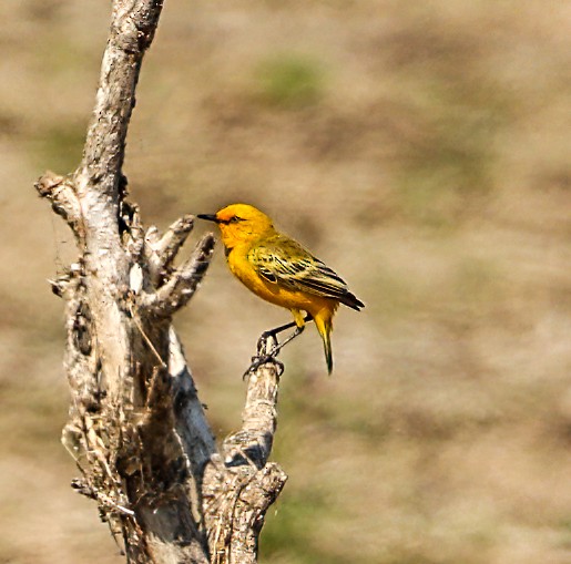 Safrantrugschmätzer - ML646452018