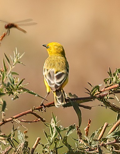 Safrantrugschmätzer - ML646452019