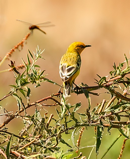 Safrantrugschmätzer - ML646452020