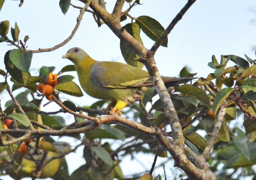Yellow-footed Green-Pigeon - ML646452021