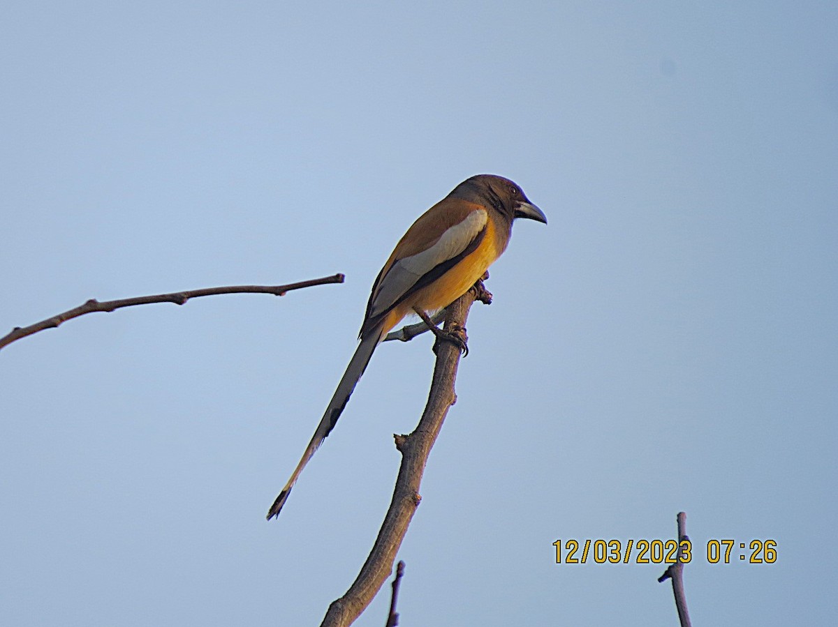 Rufous Treepie - ML646452024