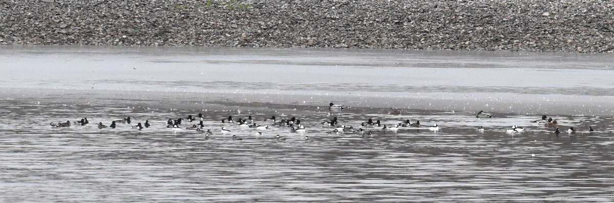 Bufflehead - ML646452027