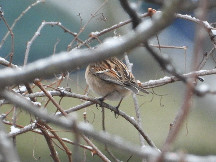 Пасовник північний - ML646452041