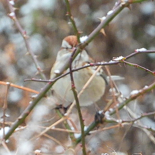Пасовник північний - ML646452042
