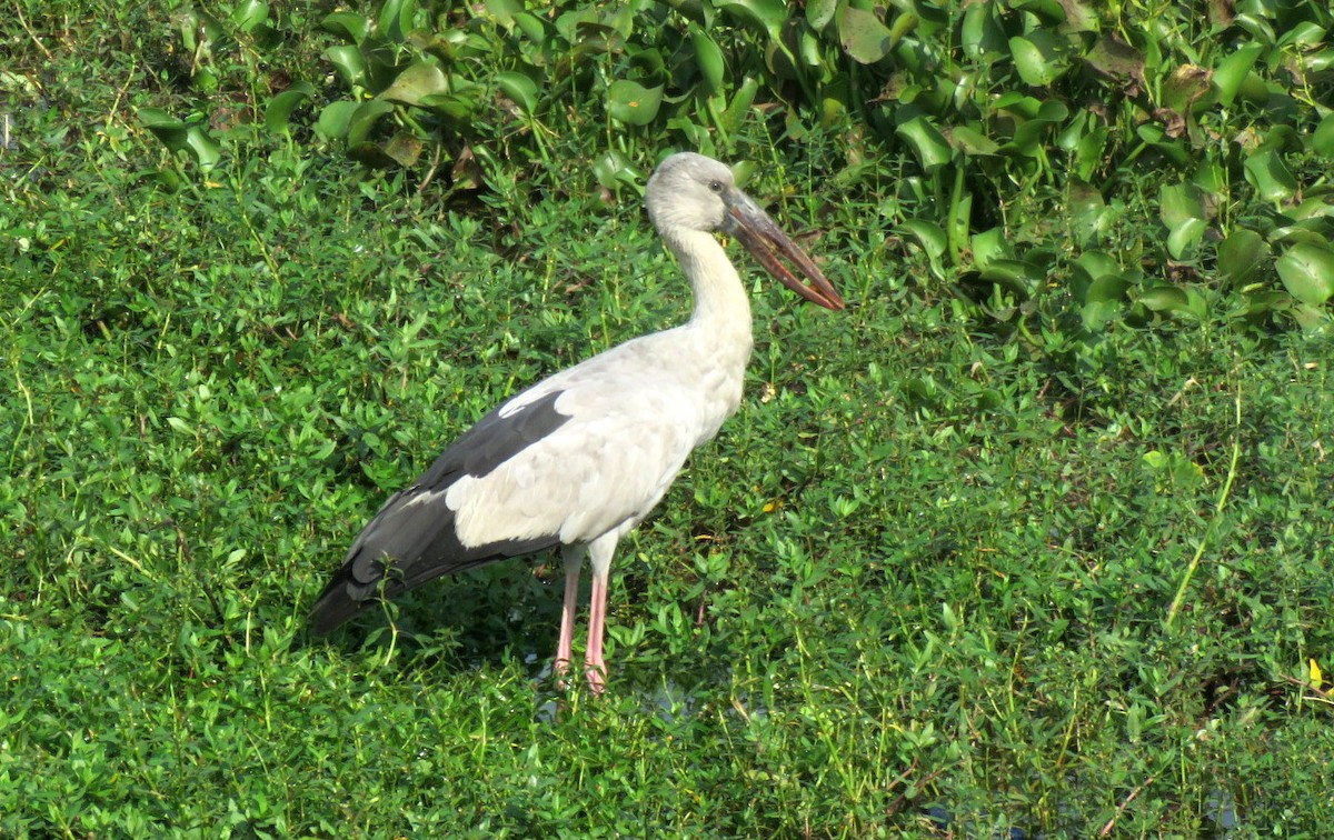 Asian Openbill - ML646452044