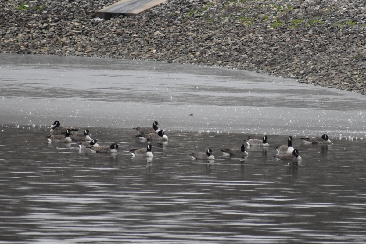 Canada Goose - ML646452047