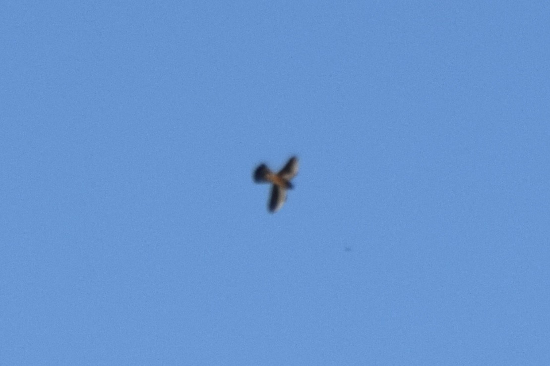 Lesser Kestrel - ML646452054