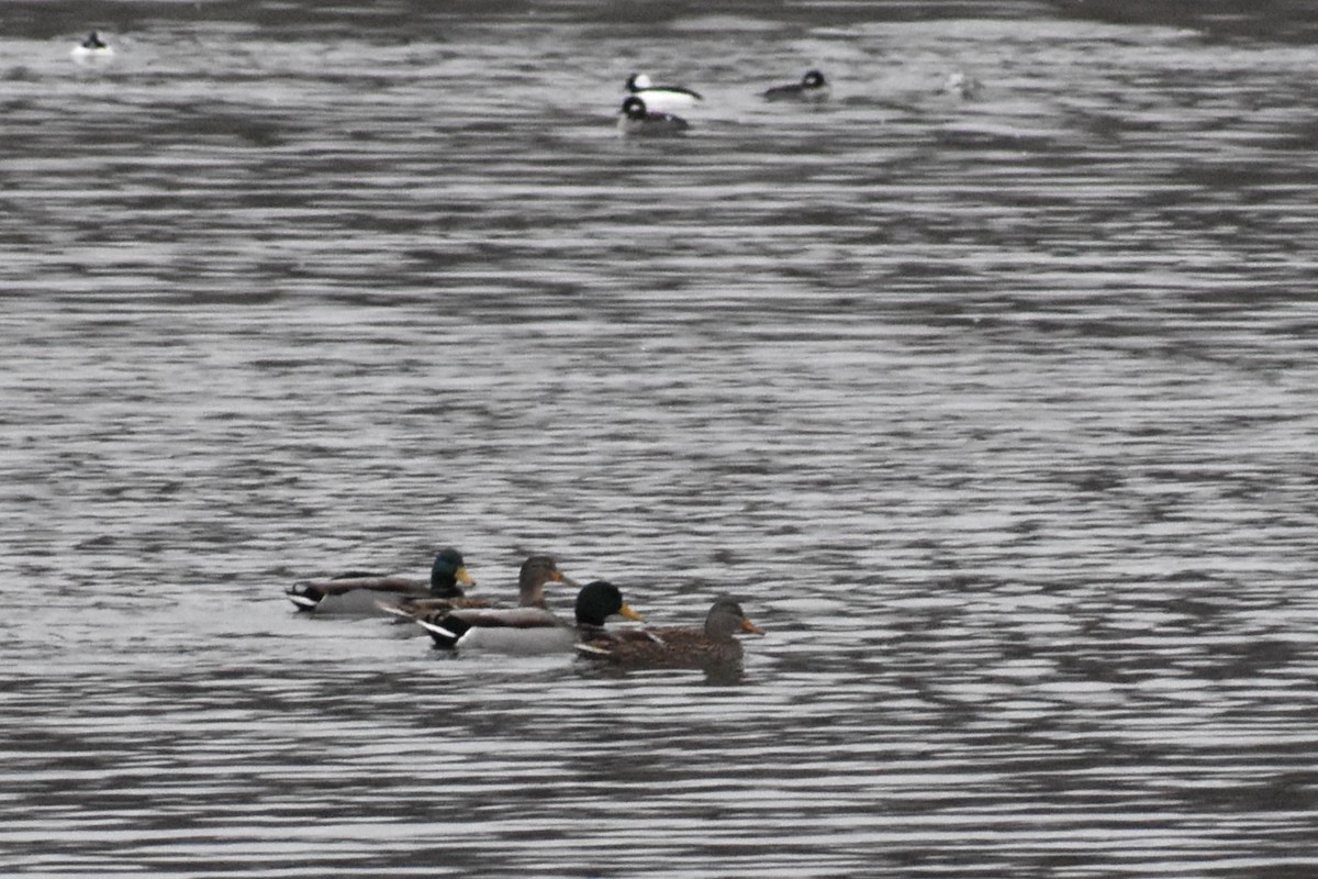 Mallard - ML646452057