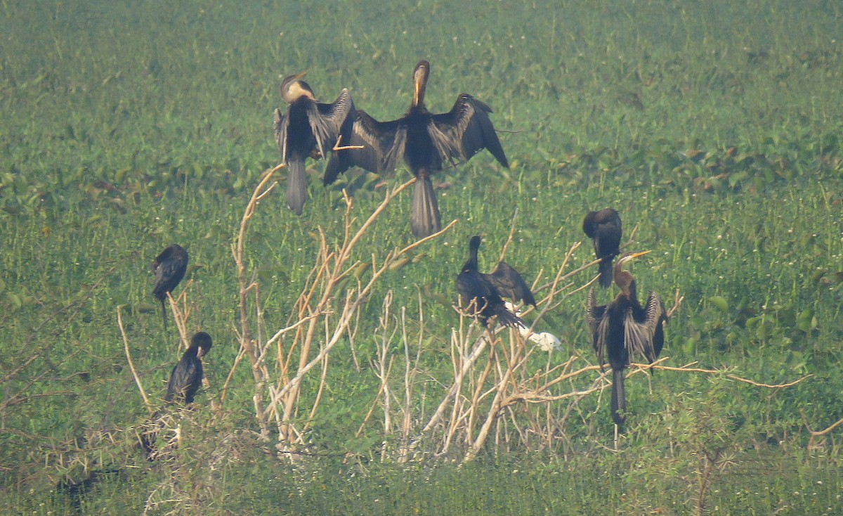 Oriental Darter - ML646452061