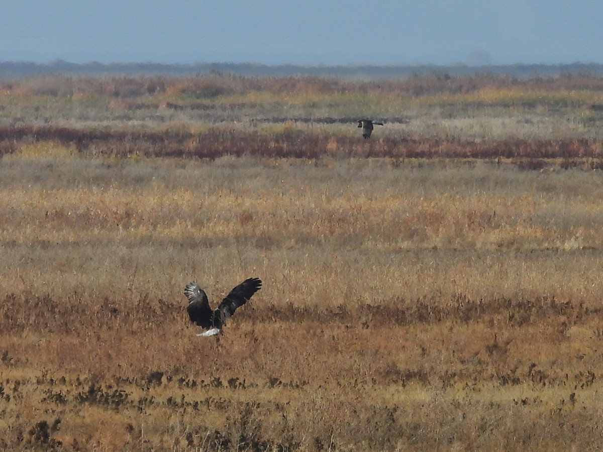 Bald Eagle - ML646452068