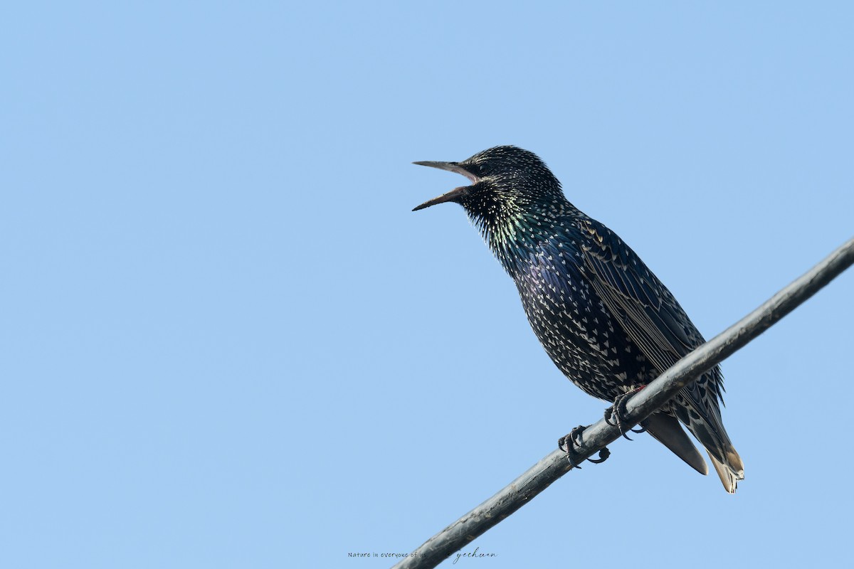 Хар тодол - ML646452069