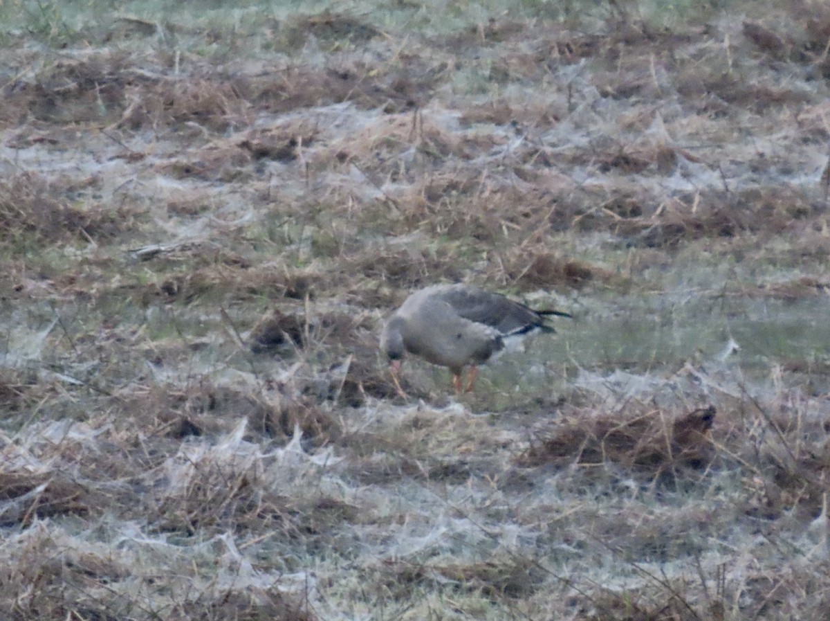Greater White-fronted Goose - ML646452070