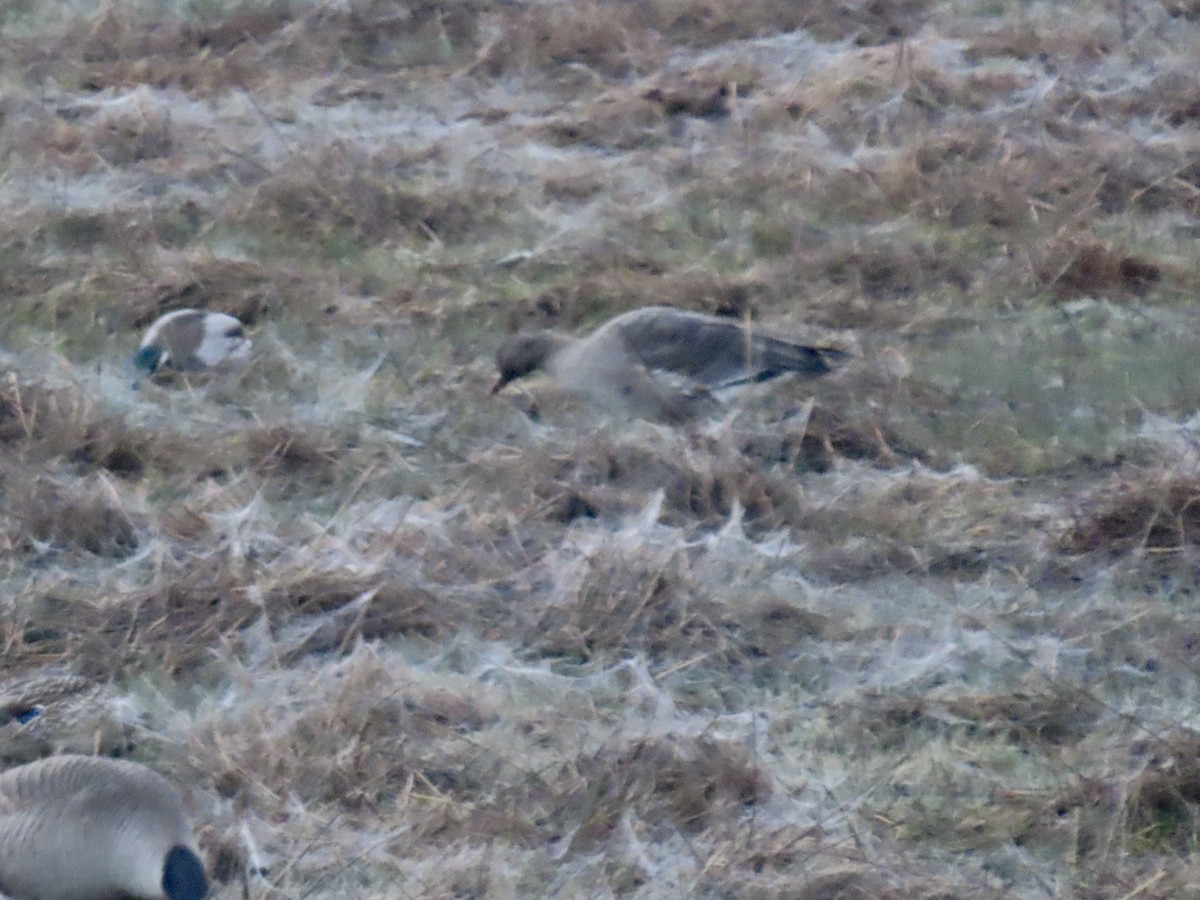 Greater White-fronted Goose - ML646452071