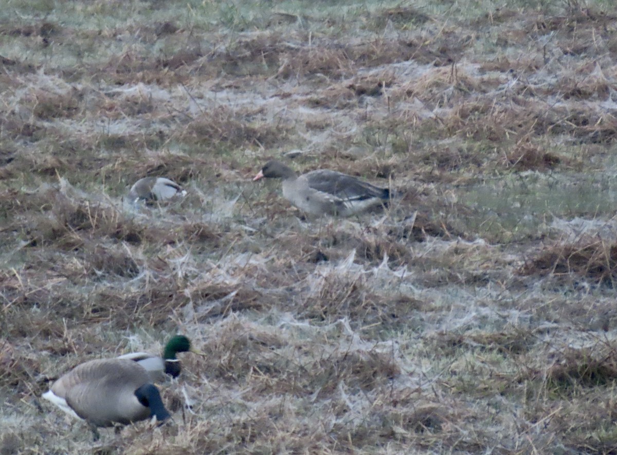 Greater White-fronted Goose - ML646452072