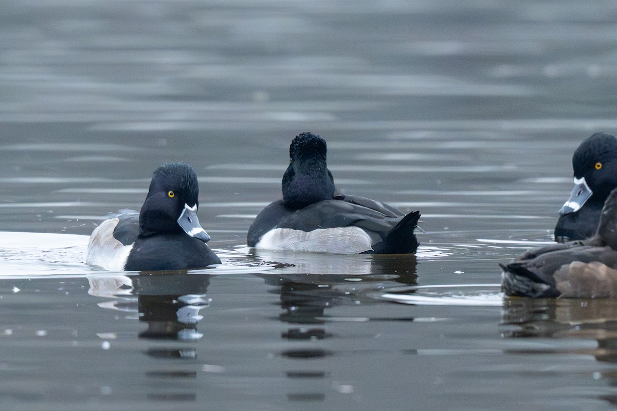 Кольчатая чернеть - ML646452073