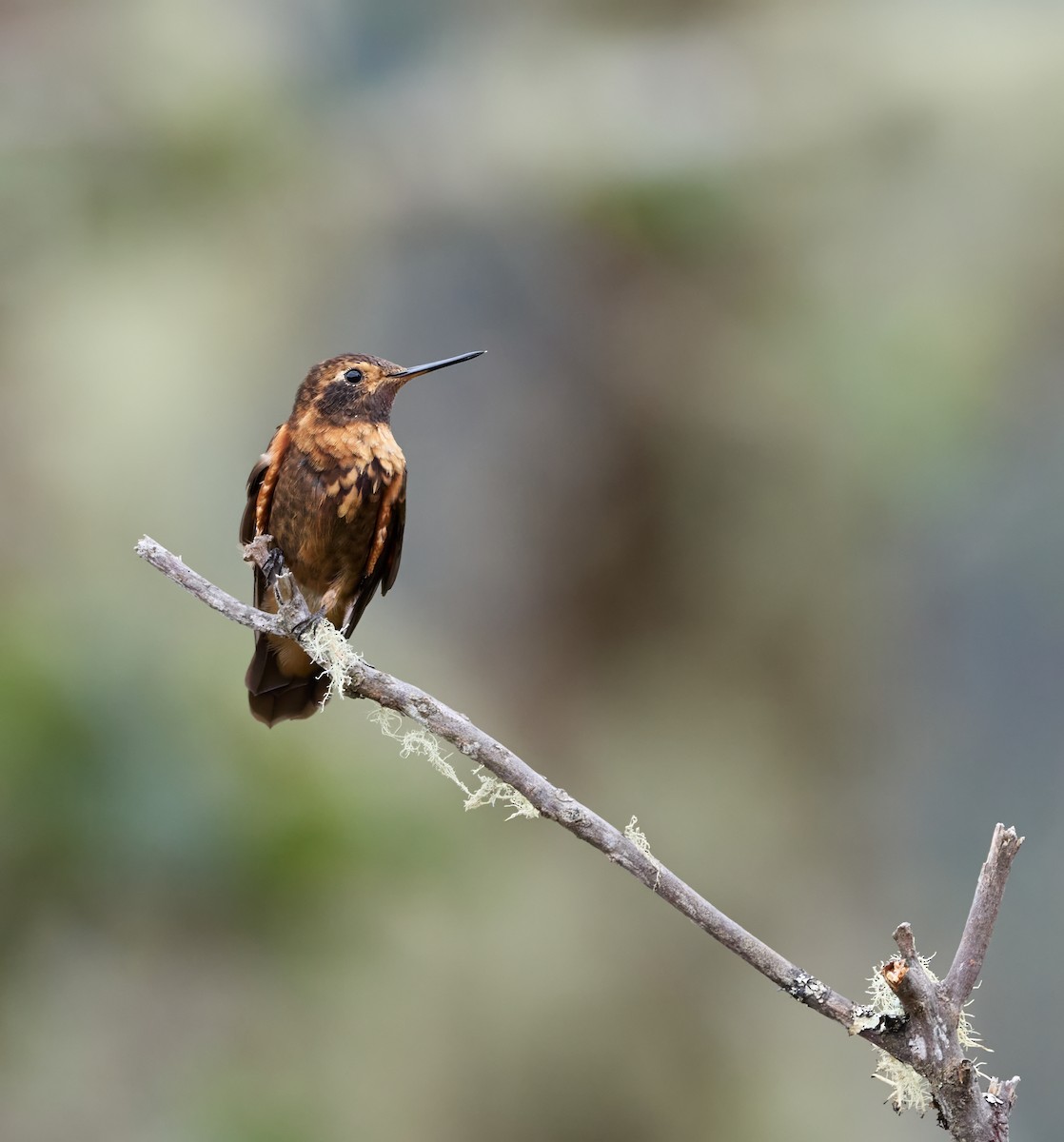 Shining Sunbeam - ML646452080