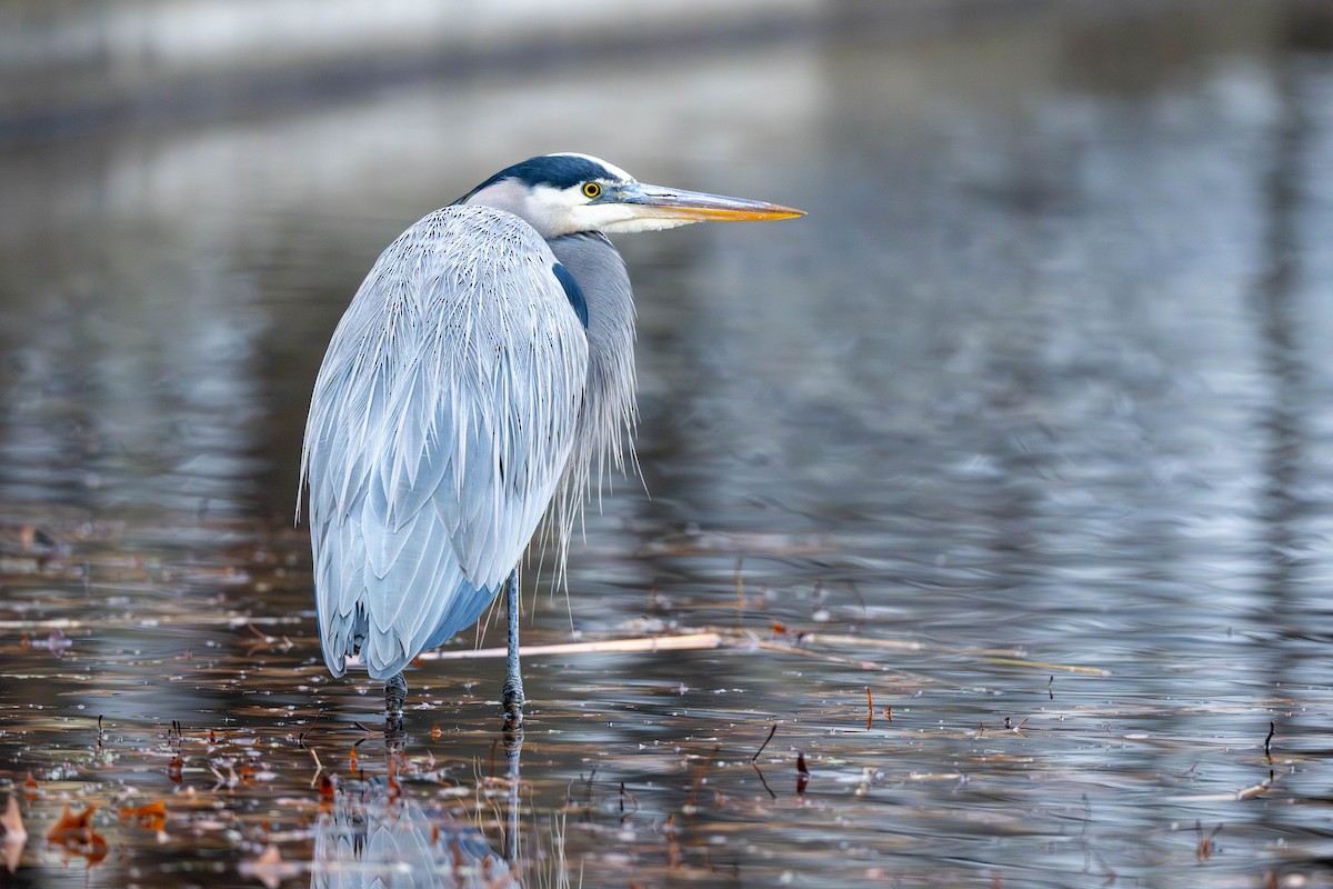 Большая голубая цапля - ML646452081