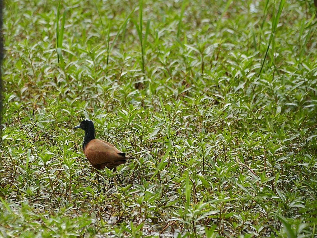 Madagascar Jacana - ML646452083