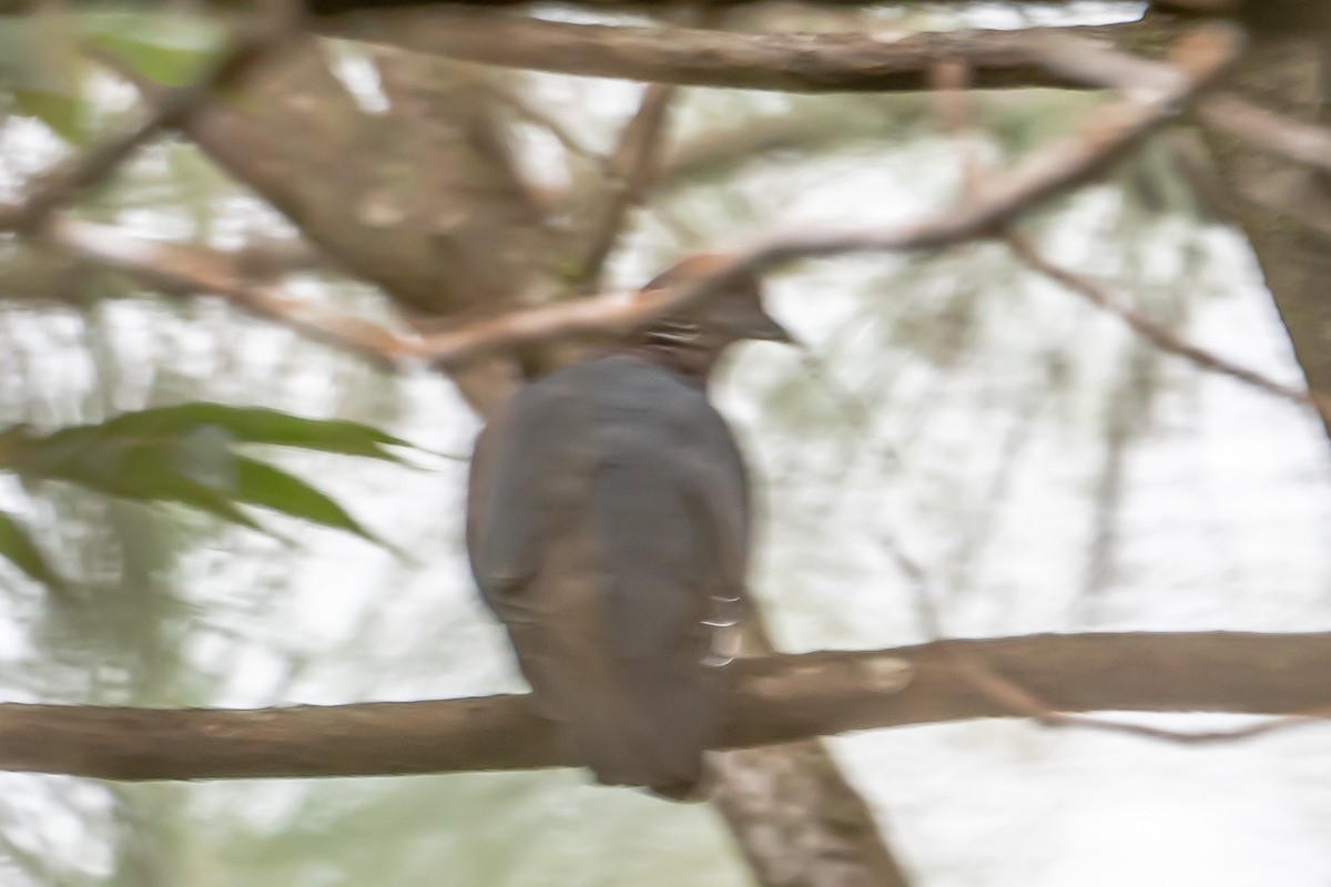 Sri Lanka Wood-Pigeon - ML646452085