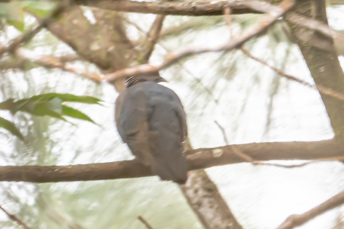 Sri Lanka Wood-Pigeon - ML646452086