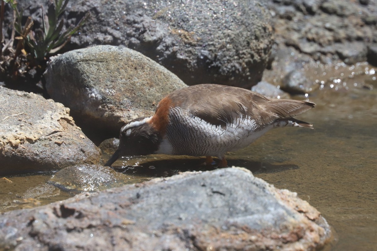 ハシナガチドリ - ML646452092