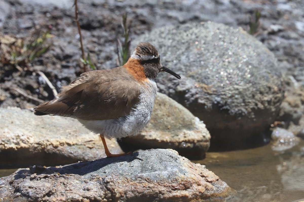 ハシナガチドリ - ML646452093