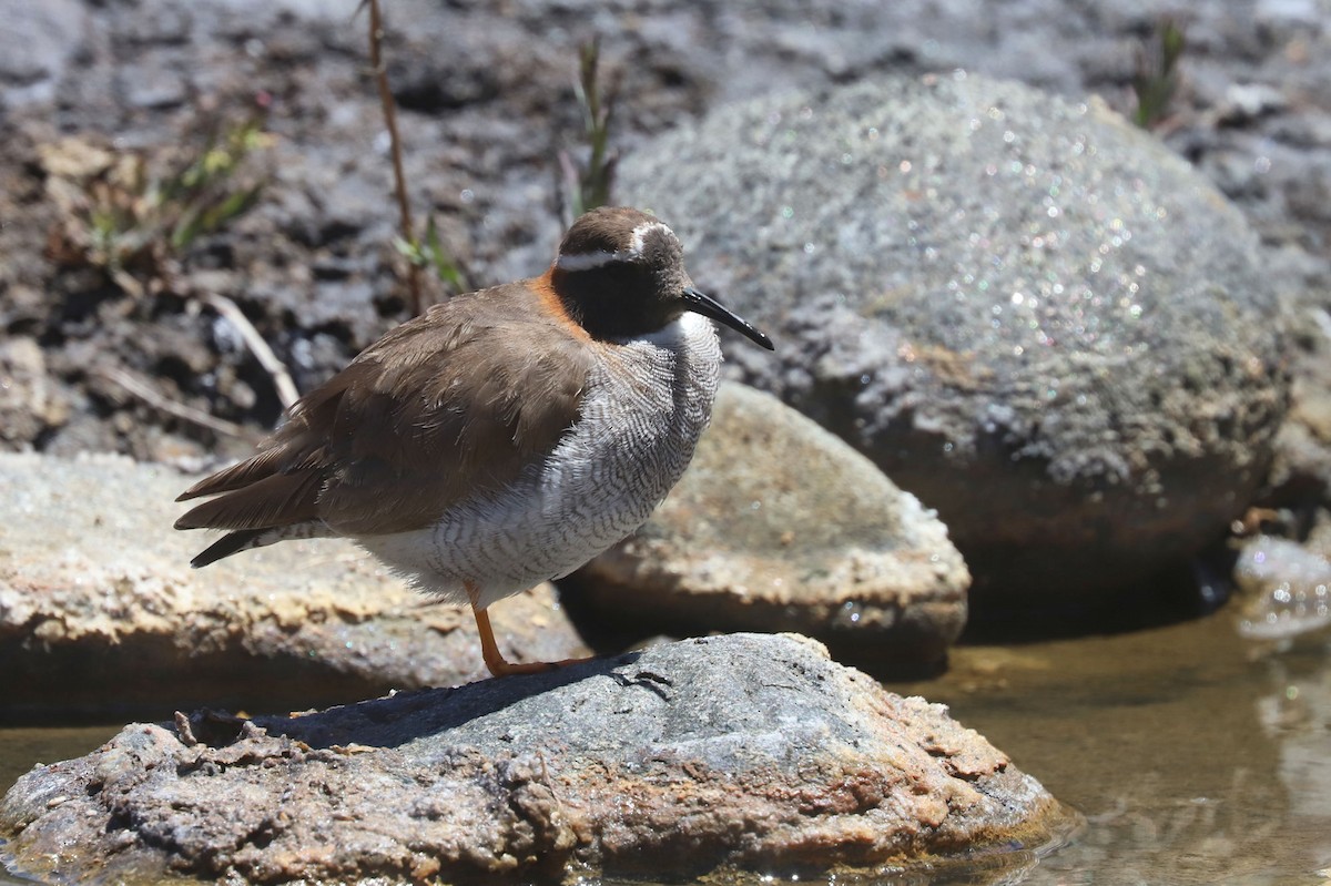 ハシナガチドリ - ML646452094