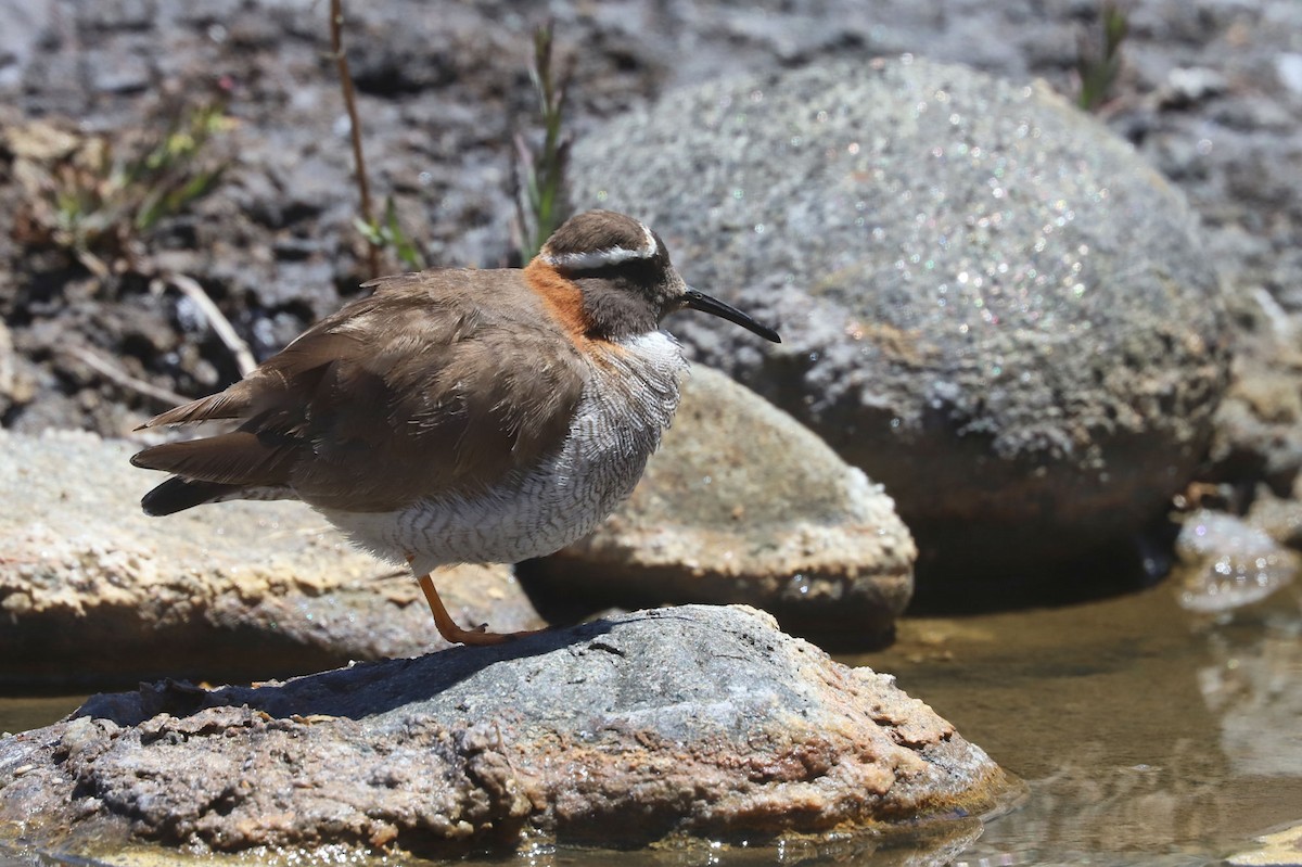 ハシナガチドリ - ML646452095