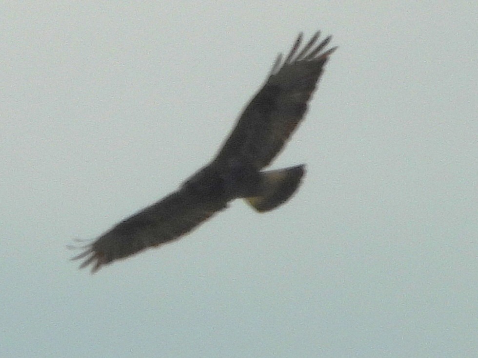 Poiana calzata - ML646452096