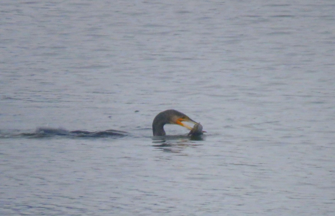 Great Cormorant - ML646452097