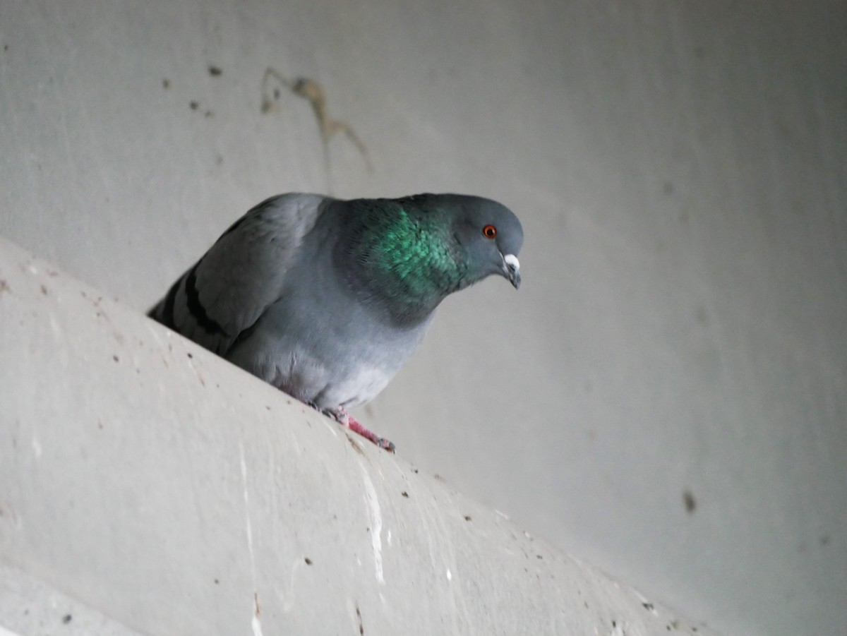 Rock Pigeon (Feral Pigeon) - ML646452099