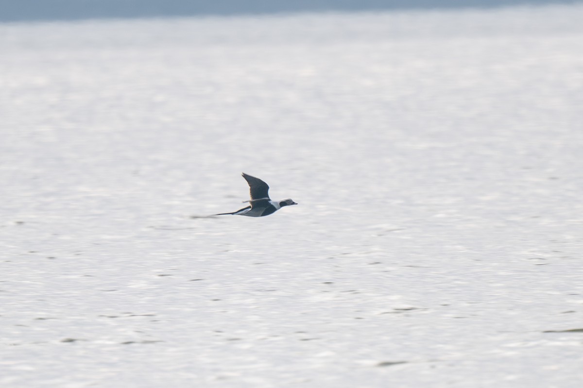 Морянка - ML646452102