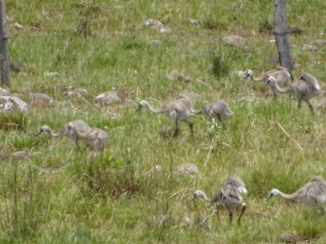 Ñandu nagusia - ML646452105