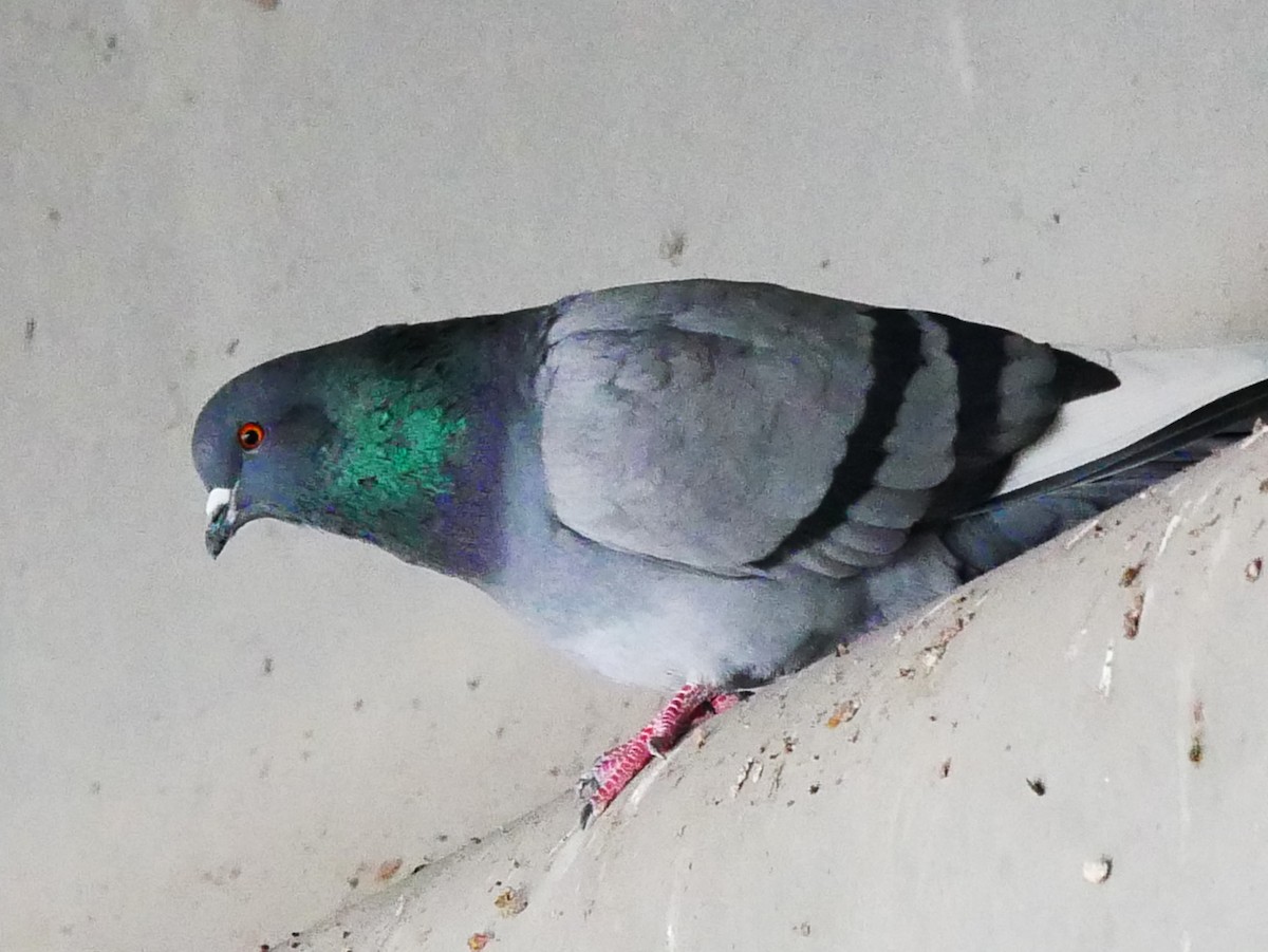 Rock Pigeon (Feral Pigeon) - ML646452107