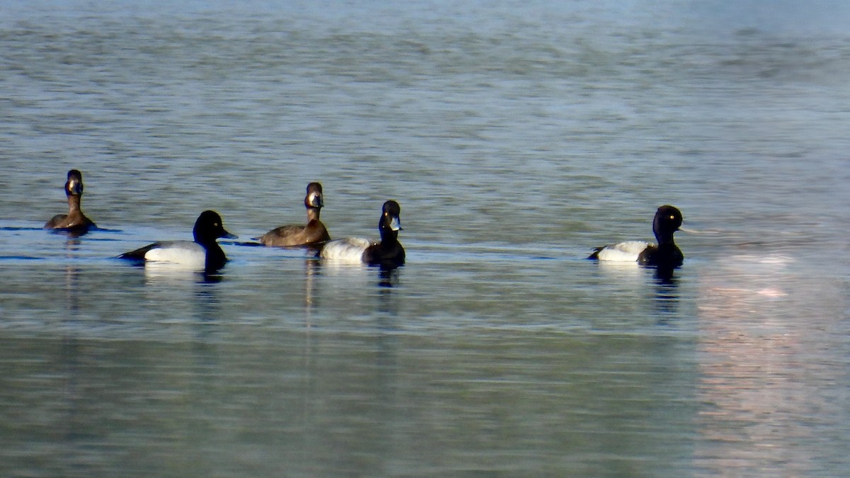 Малая морская чернеть - ML646452108