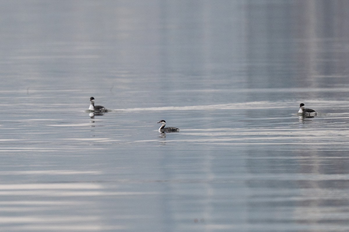 Красношейная поганка - ML646452112