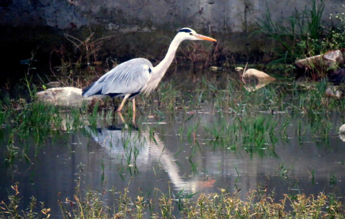 Gray Heron - ML646452114