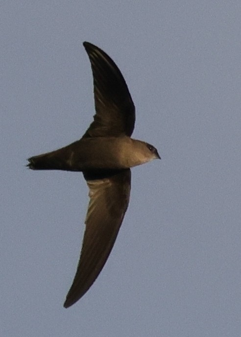 Chimney Swift - ML646452115