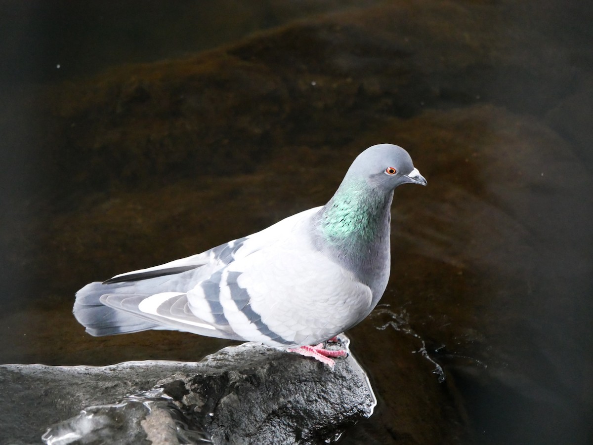 Rock Pigeon (Feral Pigeon) - ML646452116