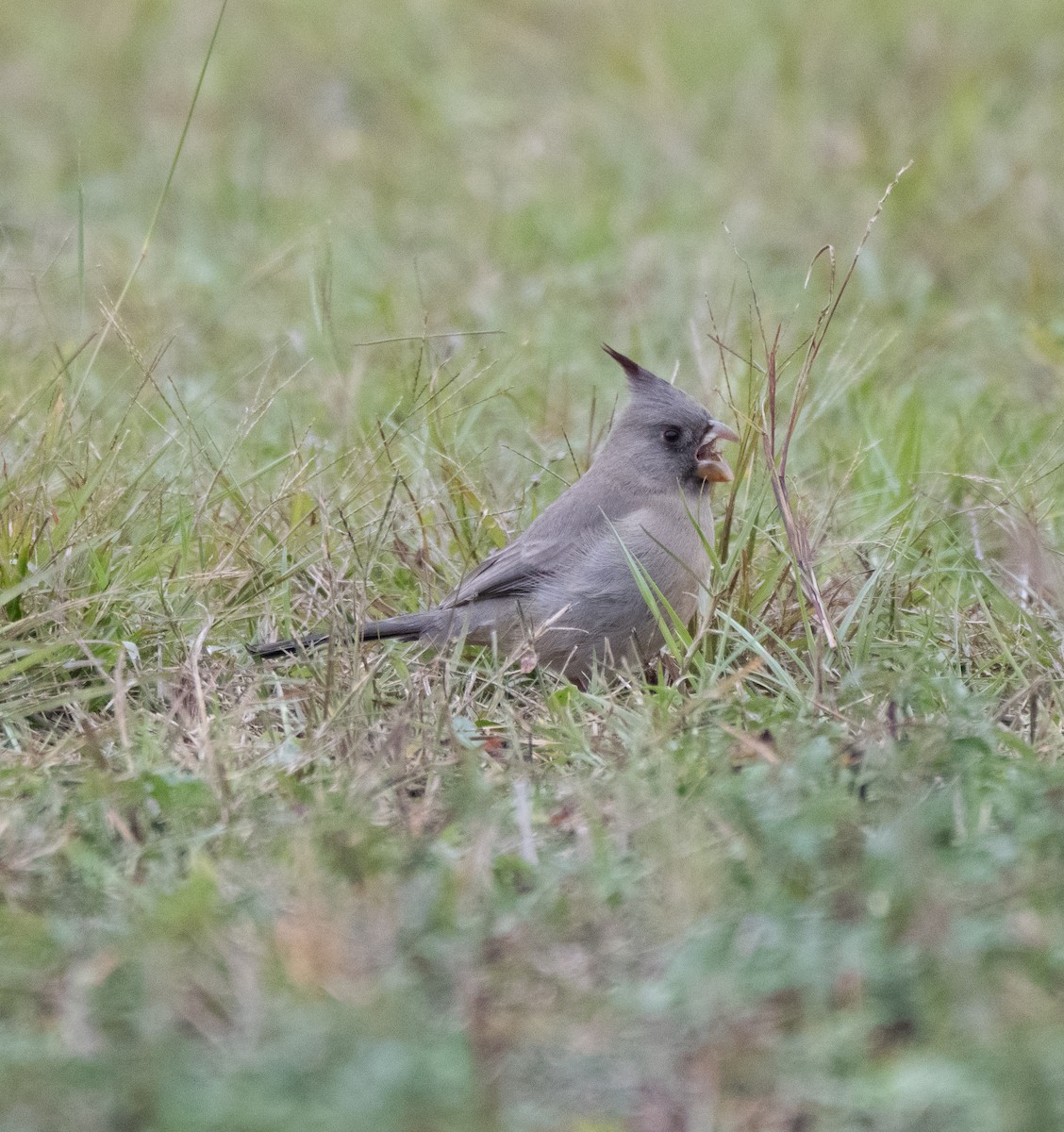 Pyrrhuloxia - ML646452118