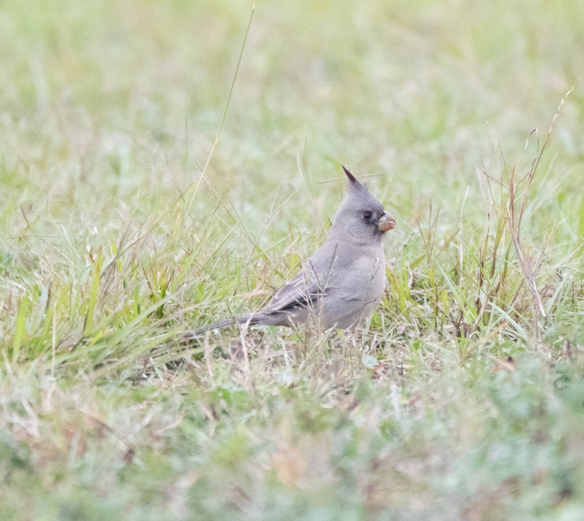Pyrrhuloxia - ML646452119