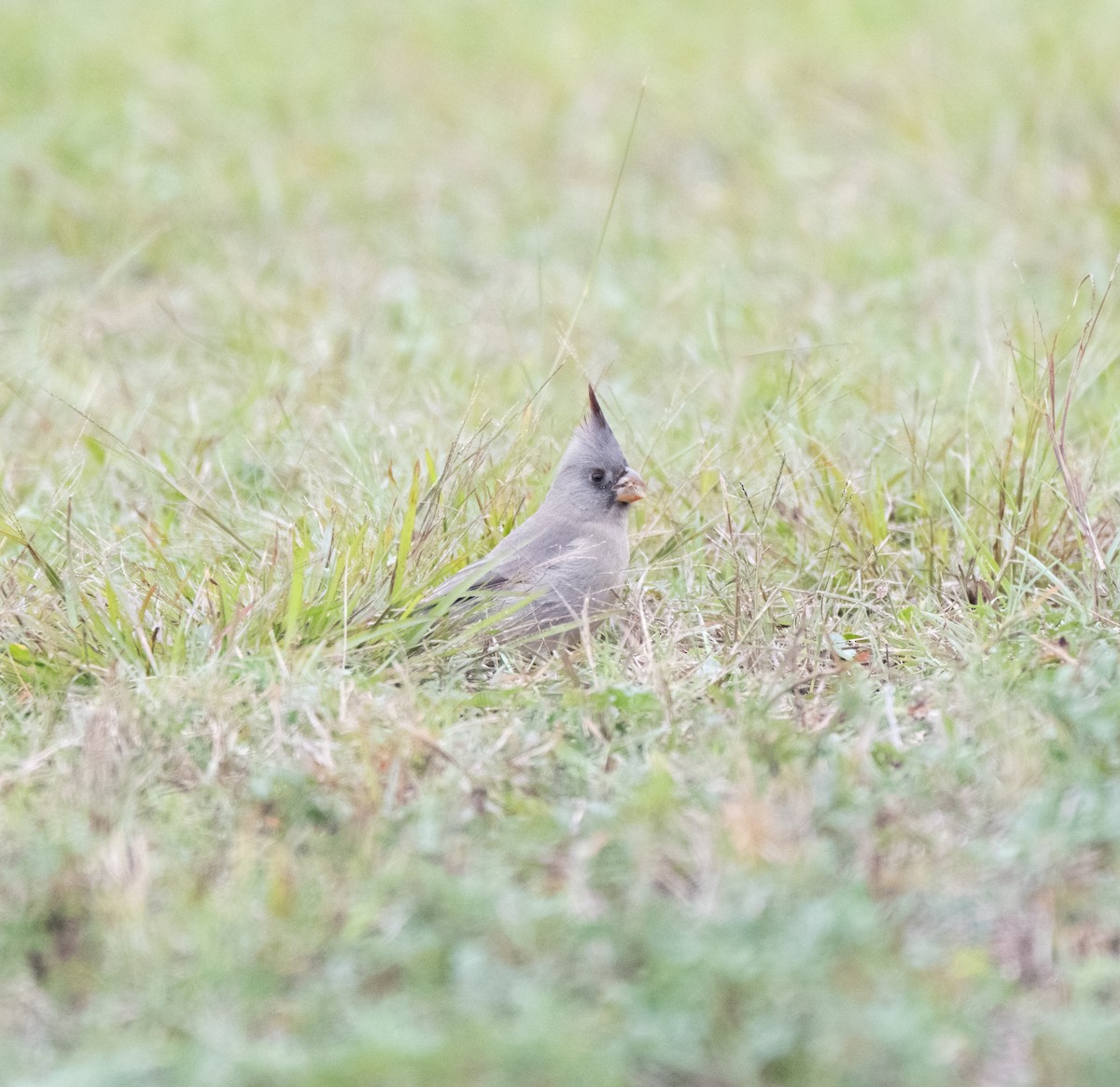 Pyrrhuloxia - ML646452120