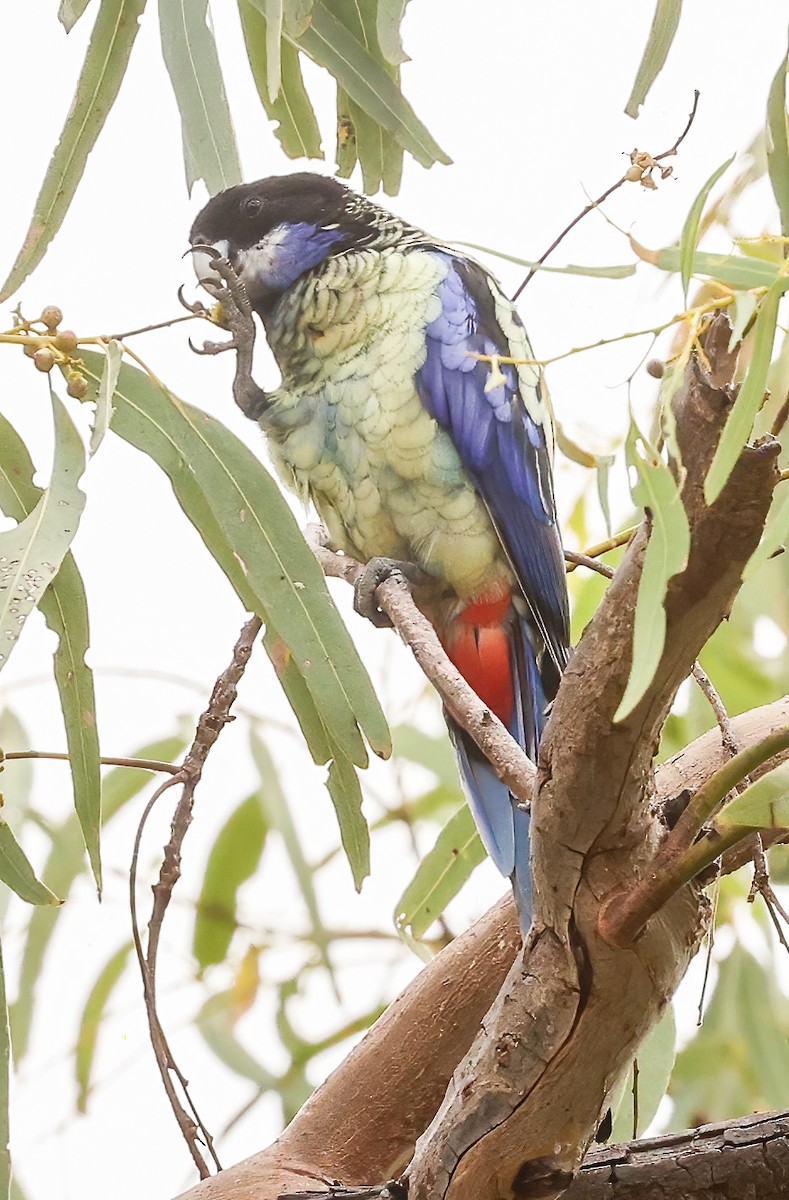 Schwarzkopfsittich - ML646452122