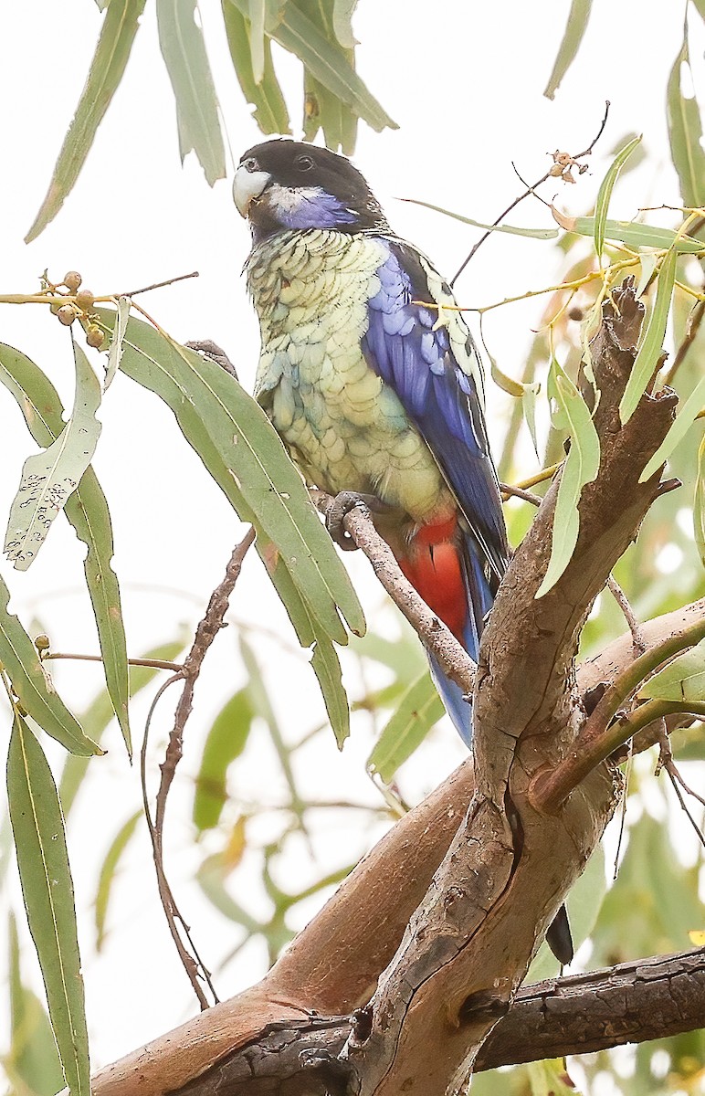 Schwarzkopfsittich - ML646452123