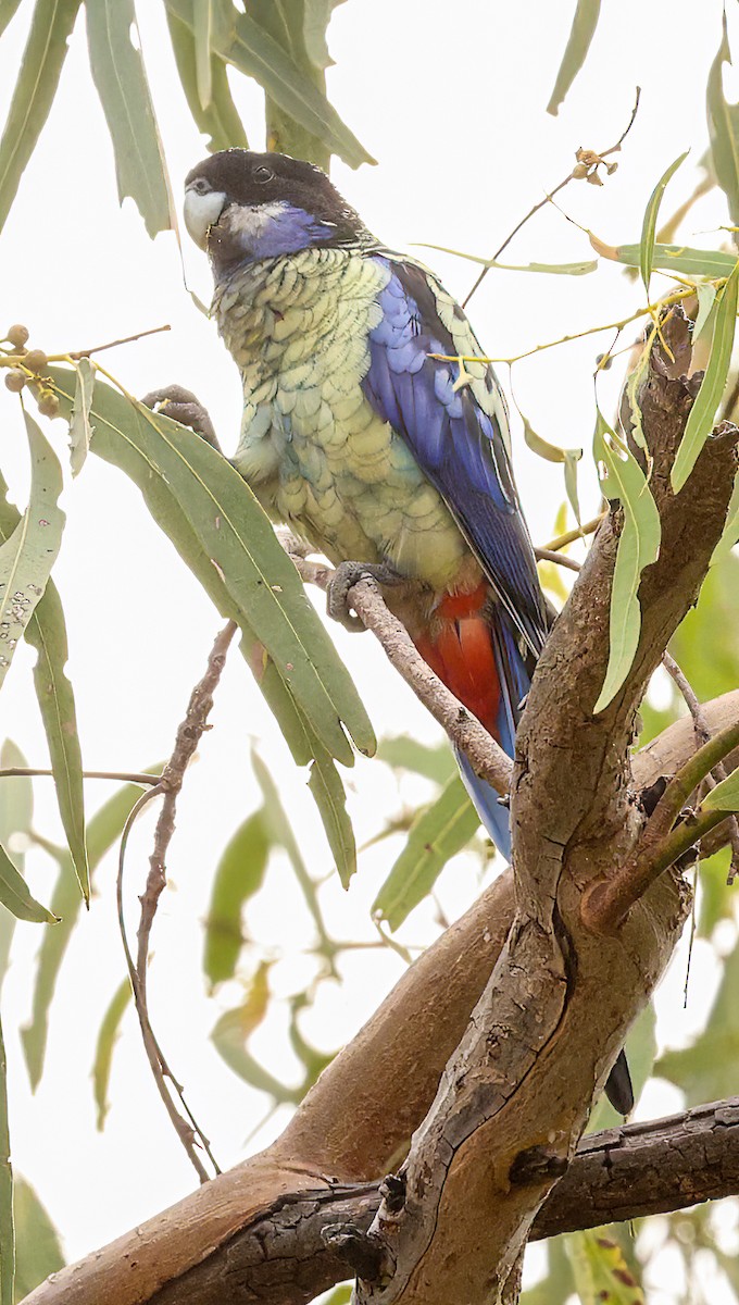 Schwarzkopfsittich - ML646452124