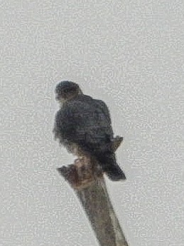 コチョウゲンボウ - ML646452126