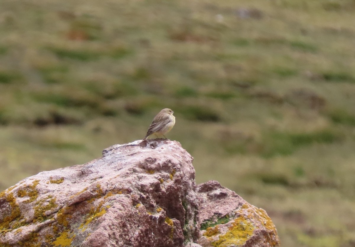 Bright-rumped Yellow-Finch - ML646452127