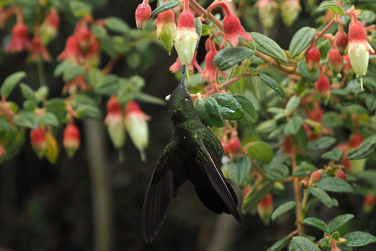 Viridian Metaltail - ML646452134