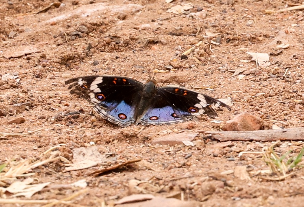 Blue Pansy - ML646452135