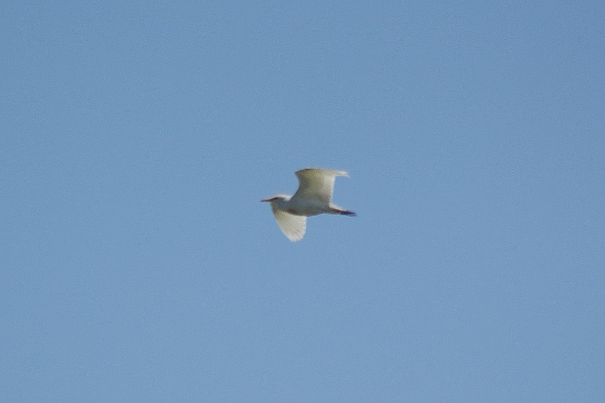 Western Cattle-Egret - ML646452137